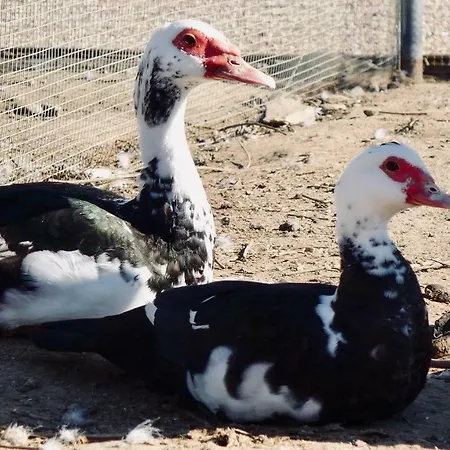 Complejo Valdepusa 펜션 톨레도