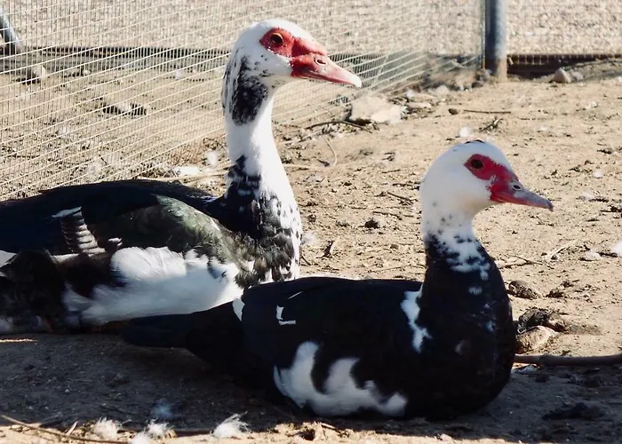 Complejo Valdepusa Semesterbostad Toledo