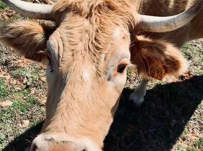 Complejo Valdepusa Semesterbostad *